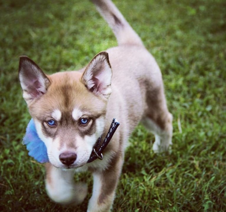 Asha, a Siberian Husky and German Shepherd Dog mix tested with EmbarkVet.com