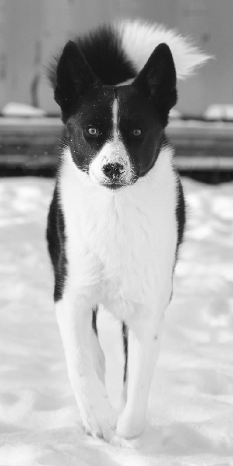 Rohmoivan Evita, a Karelian Bear Dog tested with EmbarkVet.com