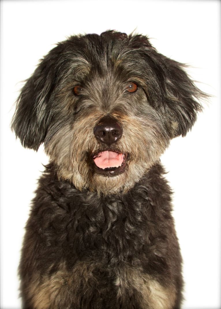 Lani (2009-2021), my greatest love!, a Shih Tzu and Poodle (Small) mix tested with EmbarkVet.com