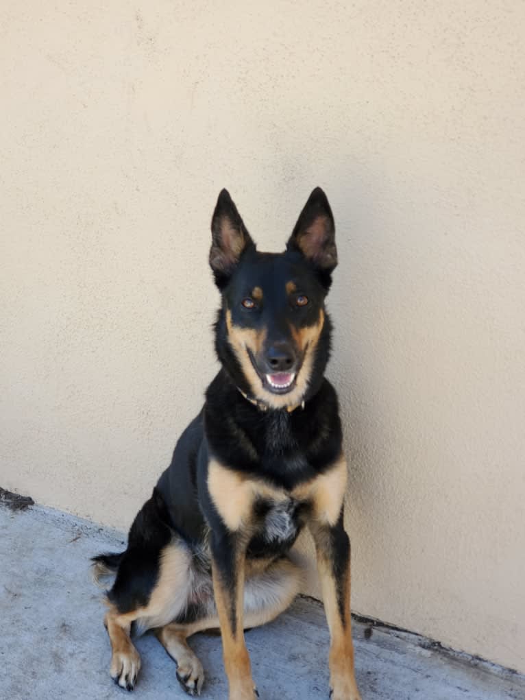 PUCK, an Australian Cattle Dog and German Shepherd Dog mix tested with EmbarkVet.com