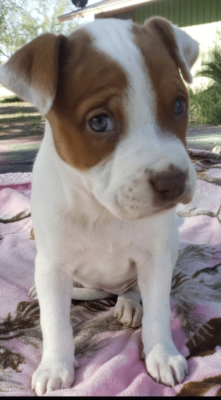 Lolita, an American Pit Bull Terrier and Australian Cattle Dog mix tested with EmbarkVet.com