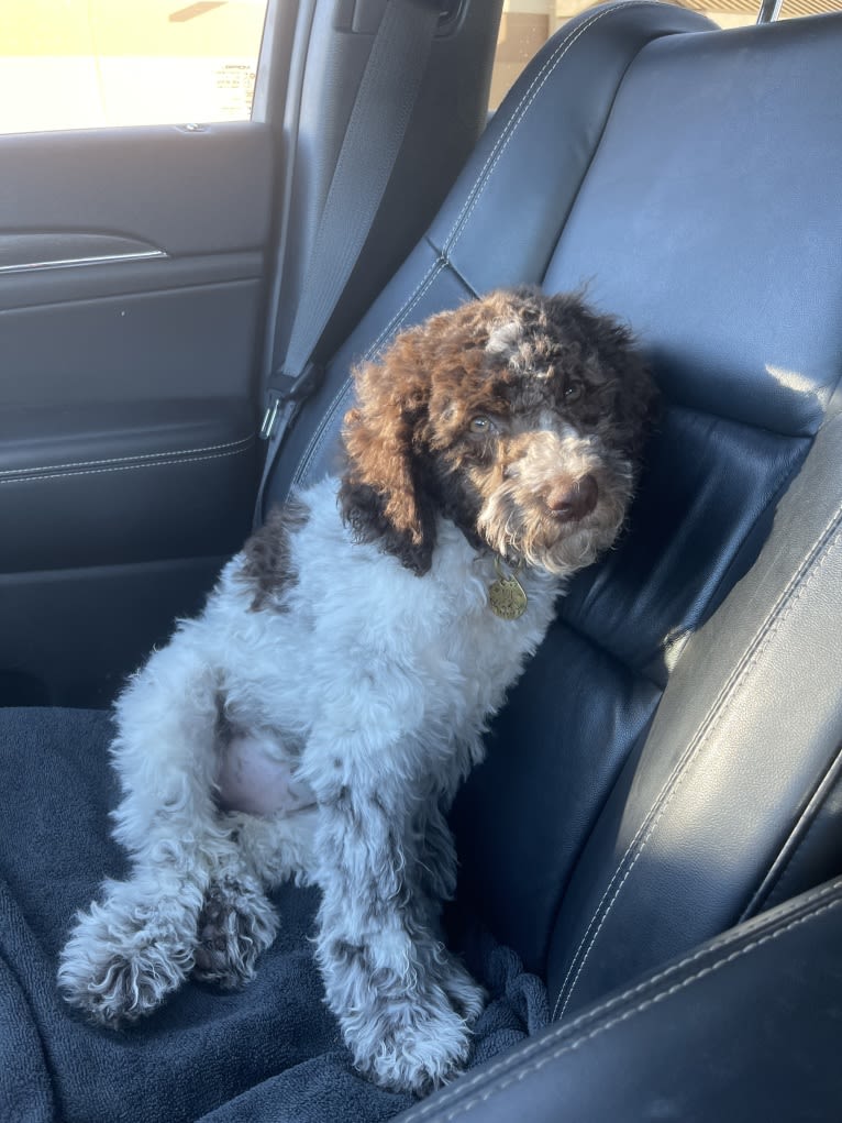 Koe, a Lagotto Romagnolo tested with EmbarkVet.com