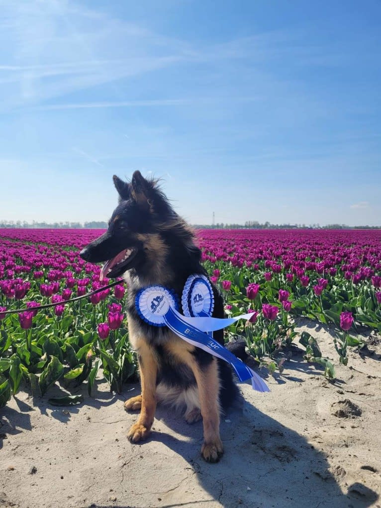 Dává Nám Skathi (Skathi), a Bohemian Shepherd tested with EmbarkVet.com