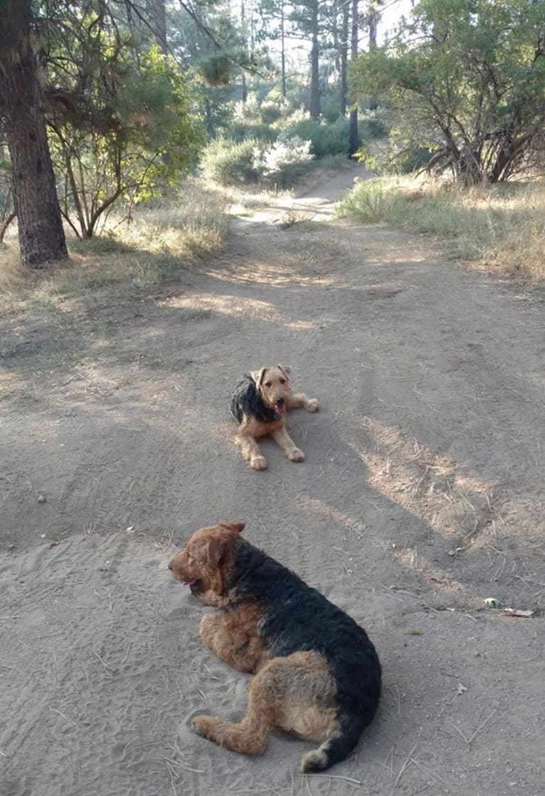 Sasha, an Airedale Terrier tested with EmbarkVet.com