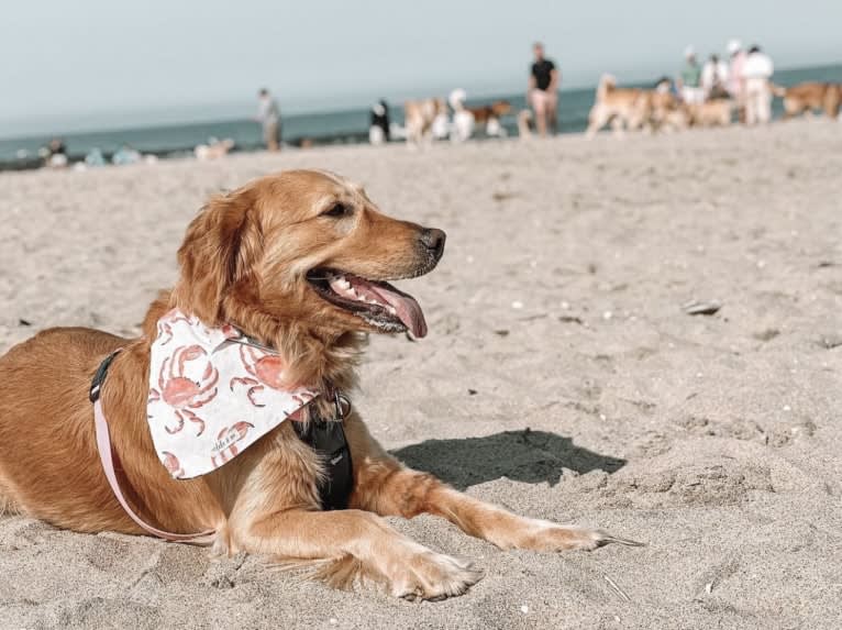 Marley, a Golden Retriever tested with EmbarkVet.com