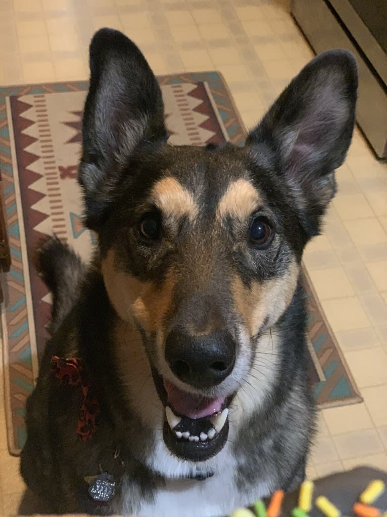 Bauer, an Alaskan Malamute and Shetland Sheepdog mix tested with EmbarkVet.com