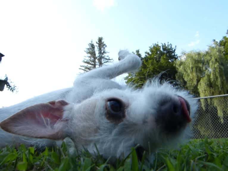 Coleen, a Rat Terrier and Poodle (Small) mix tested with EmbarkVet.com