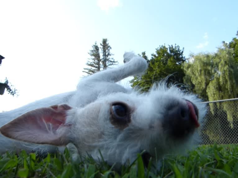 Coleen, a Rat Terrier and Poodle (Small) mix tested with EmbarkVet.com