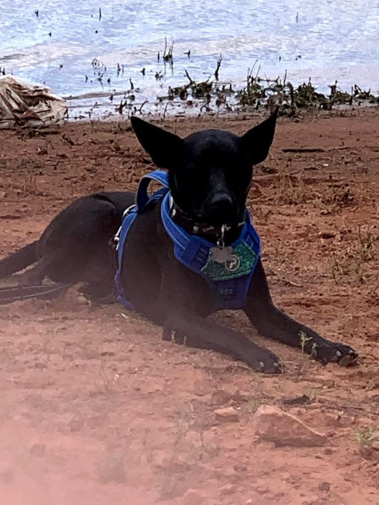 Wesley, an Australian Cattle Dog and Chihuahua mix tested with EmbarkVet.com