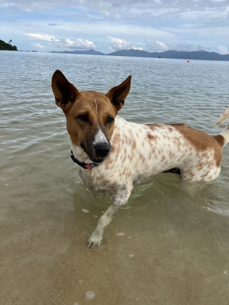 Peanut, a Southeast Asian Village Dog tested with EmbarkVet.com