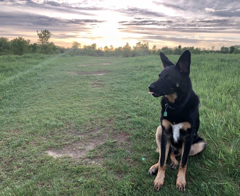 Emmett, a German Shepherd Dog and Australian Cattle Dog mix tested with EmbarkVet.com