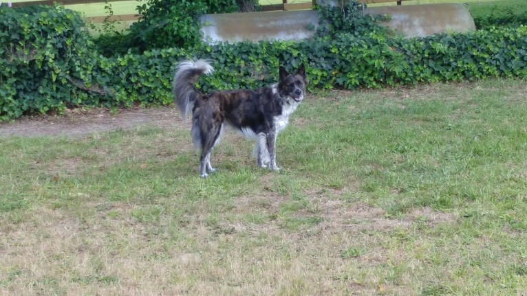 Kodi, a Chow Chow and American Pit Bull Terrier mix tested with EmbarkVet.com