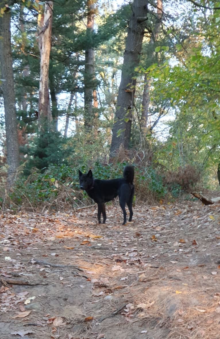 Moshae, a Canaan Dog tested with EmbarkVet.com