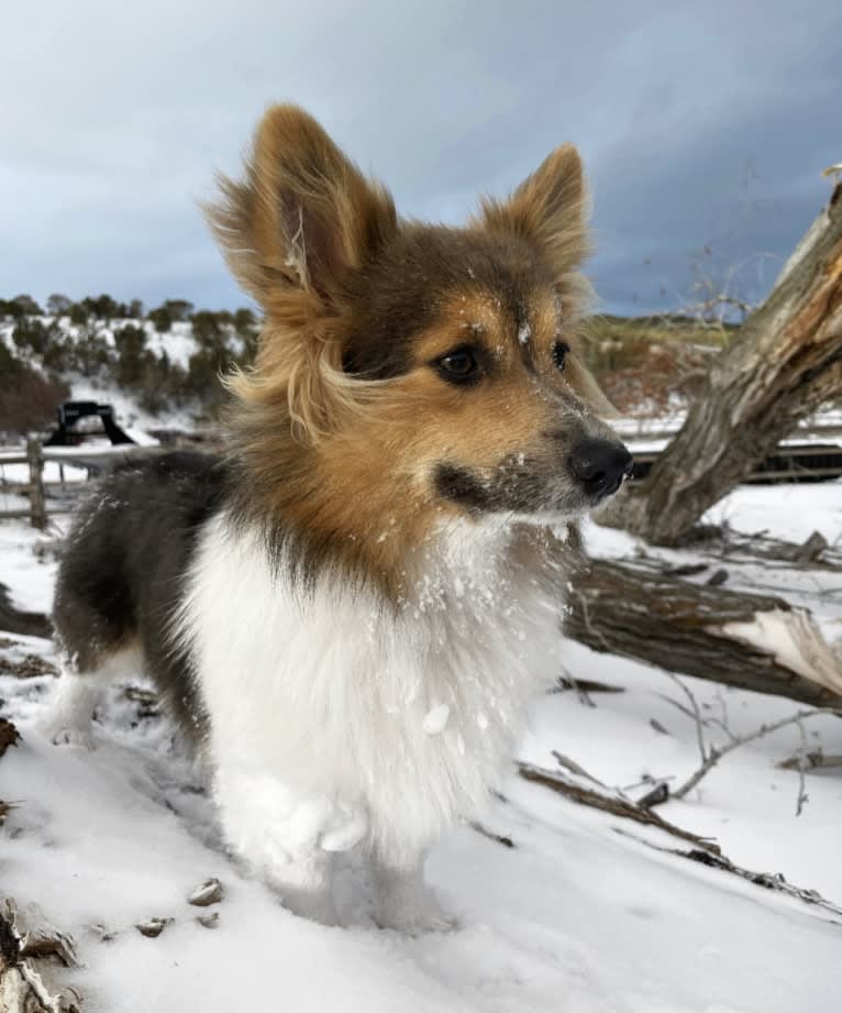 Rue, a Pembroke Welsh Corgi tested with EmbarkVet.com