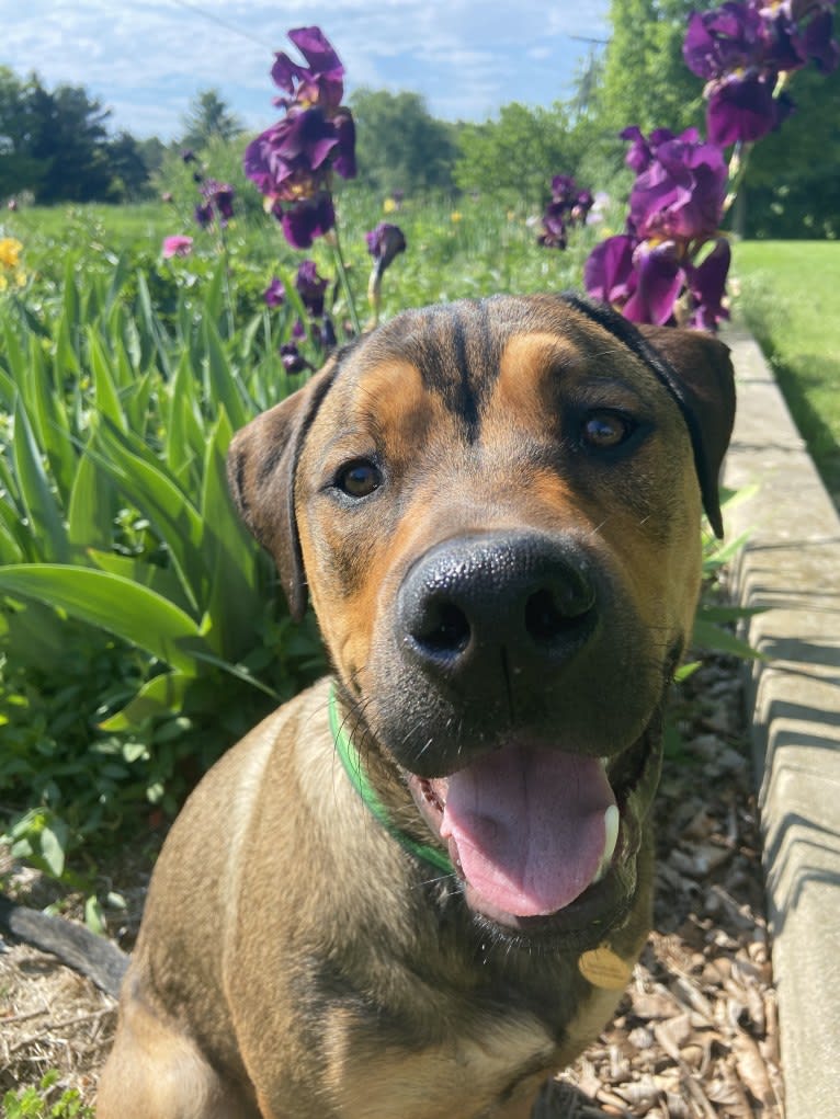 Lenny, a Rottweiler and American Pit Bull Terrier mix tested with EmbarkVet.com