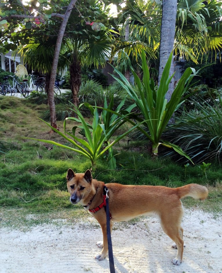 Kisa, a New Guinea Singing Dog tested with EmbarkVet.com