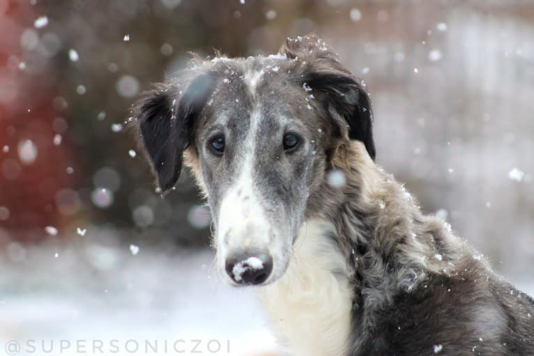 Zeal, a Borzoi tested with EmbarkVet.com