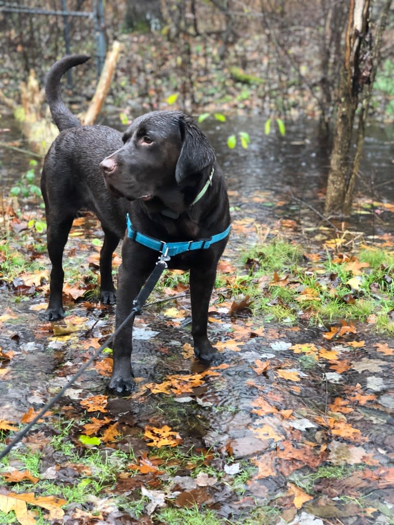 Zeke, a Labrador Retriever tested with EmbarkVet.com