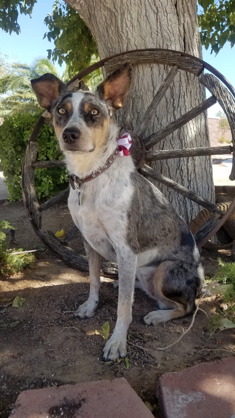 Daisy Jensen, an Australian Cattle Dog and Catahoula Leopard Dog mix tested with EmbarkVet.com