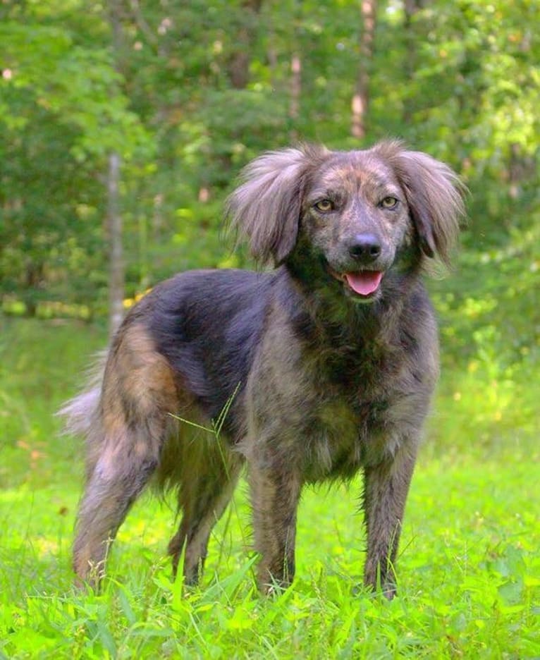 Mama dáy, a Plott and Border Collie mix tested with EmbarkVet.com