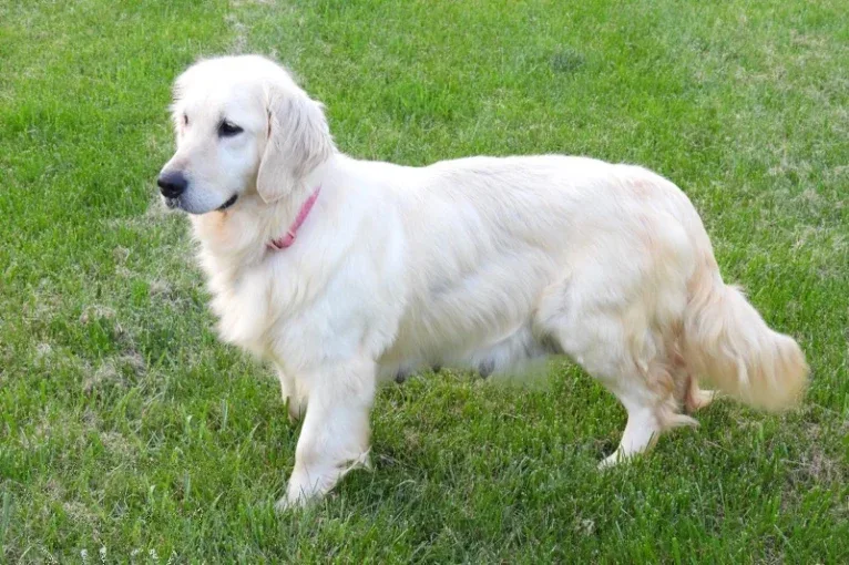 Bailey, a Golden Retriever tested with EmbarkVet.com