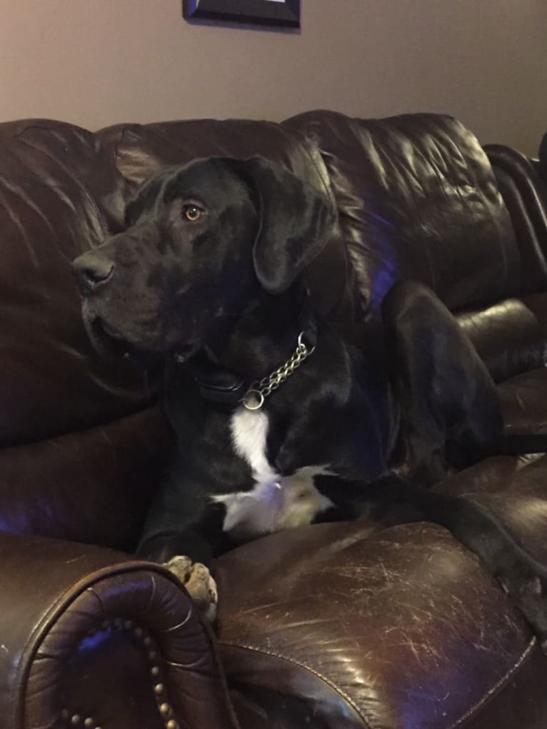 Duke, a Great Dane tested with EmbarkVet.com