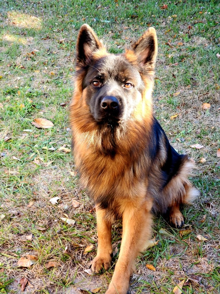 Marston, a German Shepherd Dog tested with EmbarkVet.com