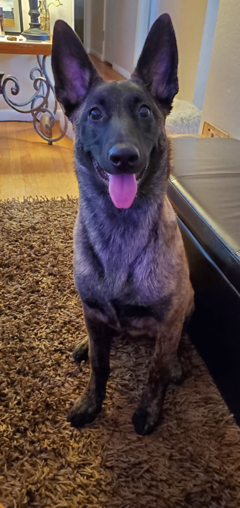 Ripley, a Dutch Shepherd tested with EmbarkVet.com