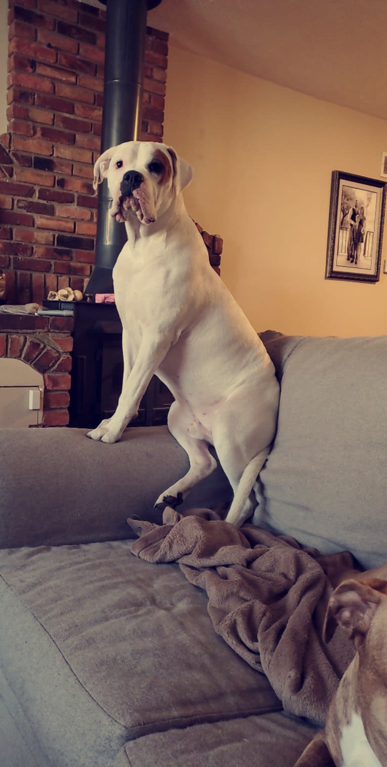 Thorsen, a Boxer and Saint Bernard mix tested with EmbarkVet.com