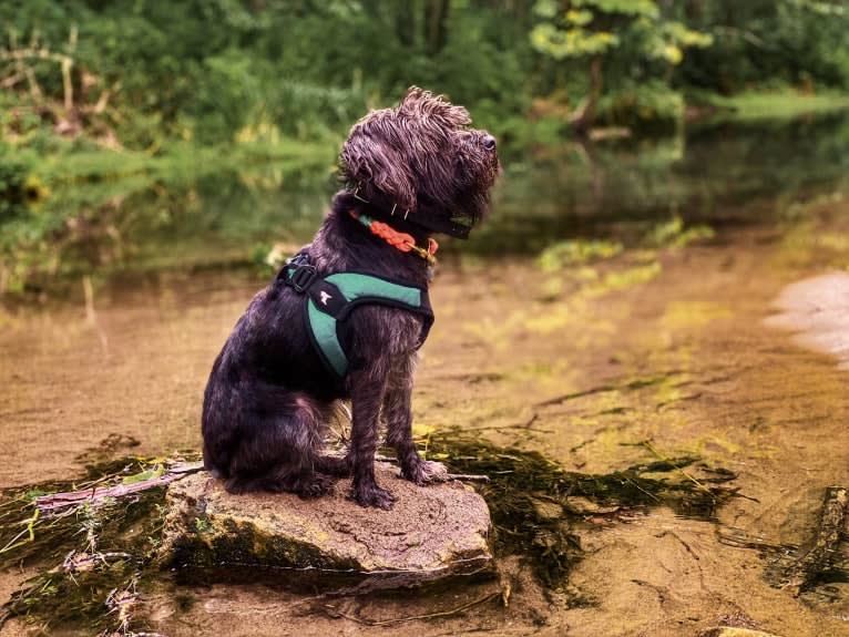 Poppy, a Miniature Schnauzer tested with EmbarkVet.com