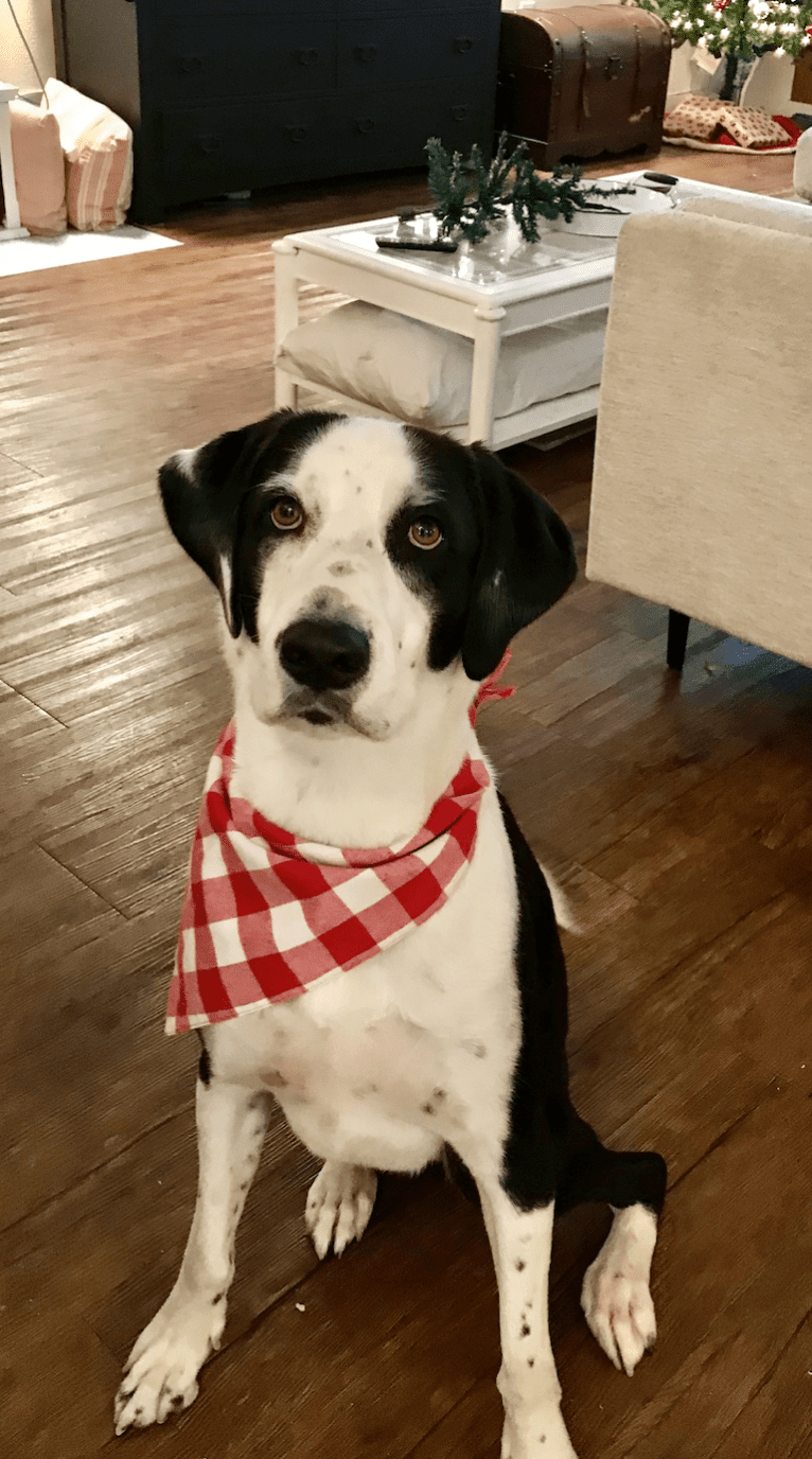 Bentley, a Treeing Walker Coonhound and American Pit Bull Terrier mix tested with EmbarkVet.com