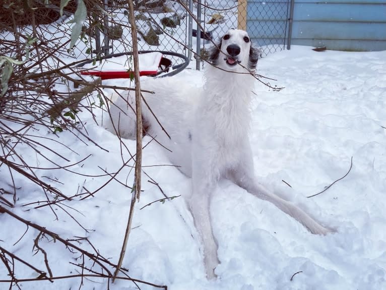 Fennel, a Borzoi tested with EmbarkVet.com