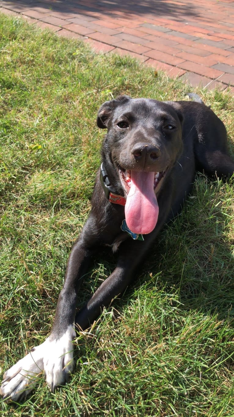 Luna, a Rat Terrier and Chihuahua mix tested with EmbarkVet.com