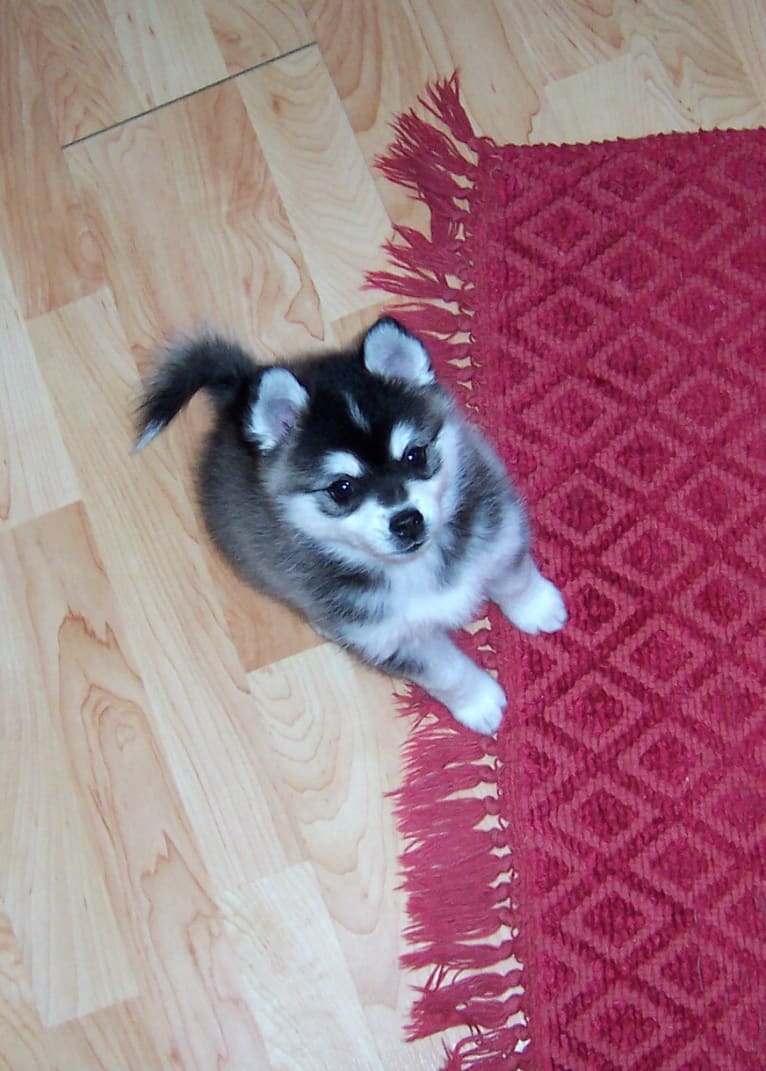 Pearl, an Alaskan Klee Kai tested with EmbarkVet.com