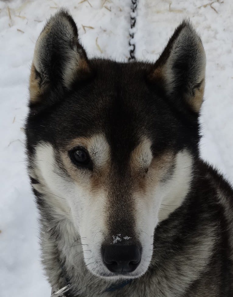 Grundy, a Siberian Husky tested with EmbarkVet.com