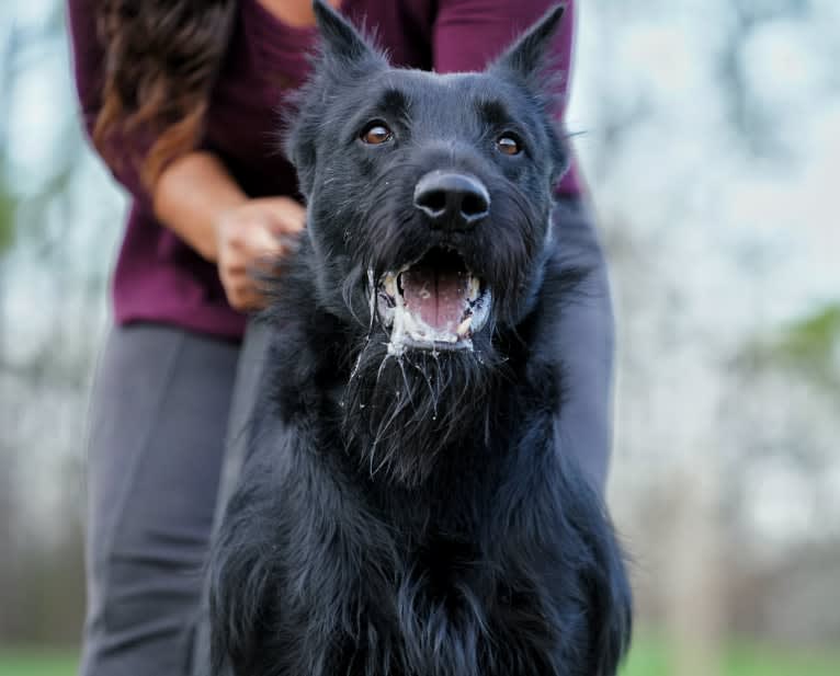 Vaatu, a Black Russian Terrier and Belgian Malinois mix tested with EmbarkVet.com