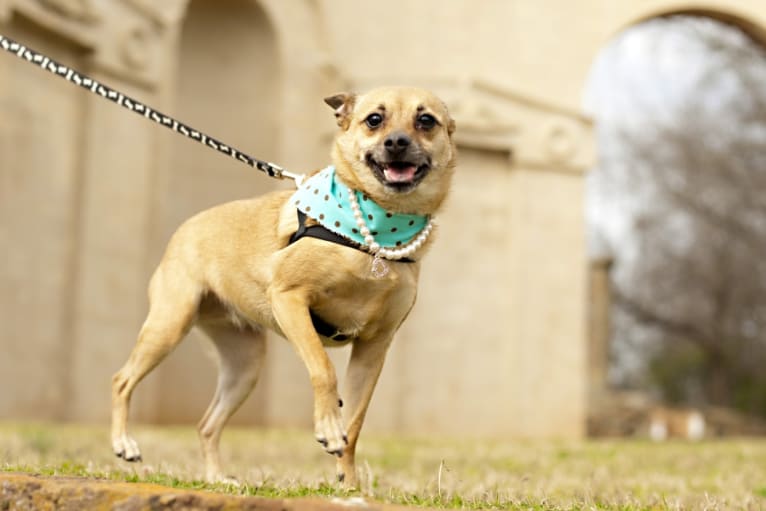 Betty Lou (Hootie), a Rat Terrier and Pomeranian mix tested with EmbarkVet.com