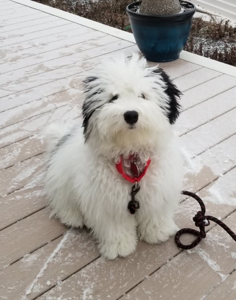 Bear, a Bernedoodle tested with EmbarkVet.com