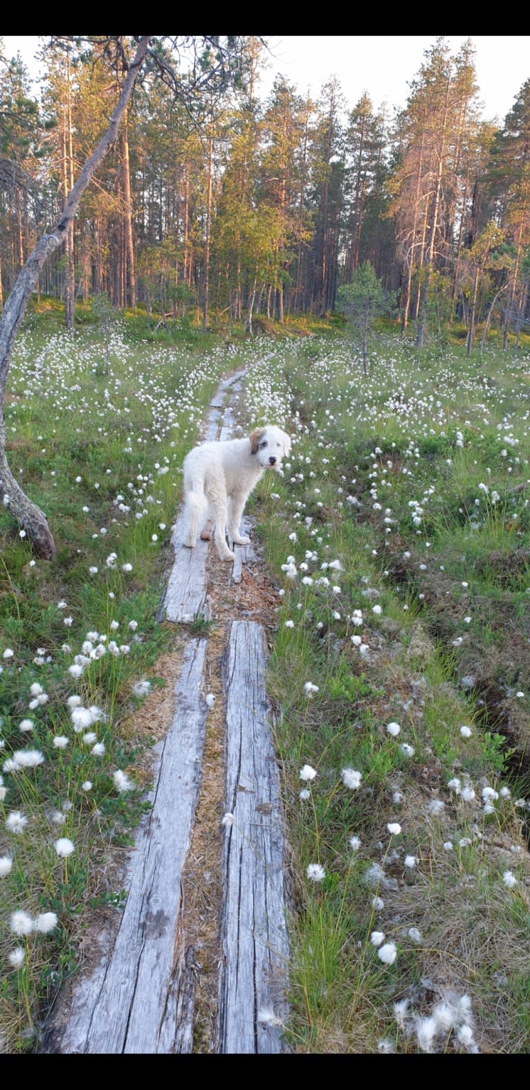 Eno, an Eastern European Village Dog and Kuvasz mix tested with EmbarkVet.com