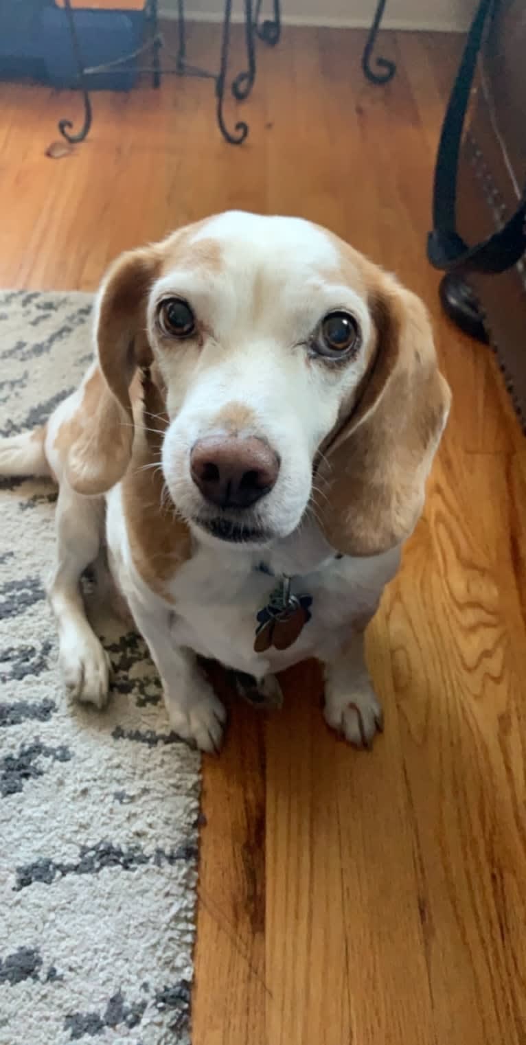 Tucker, a Beagle tested with EmbarkVet.com