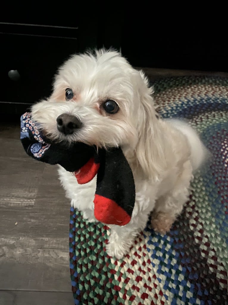 Kimba, a Bichon Frise and Lhasa Apso mix tested with EmbarkVet.com