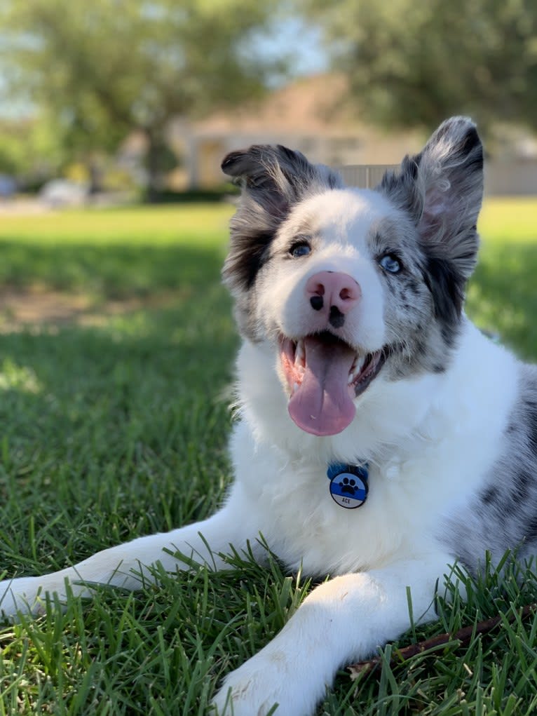 Ace, a Border Collie tested with EmbarkVet.com