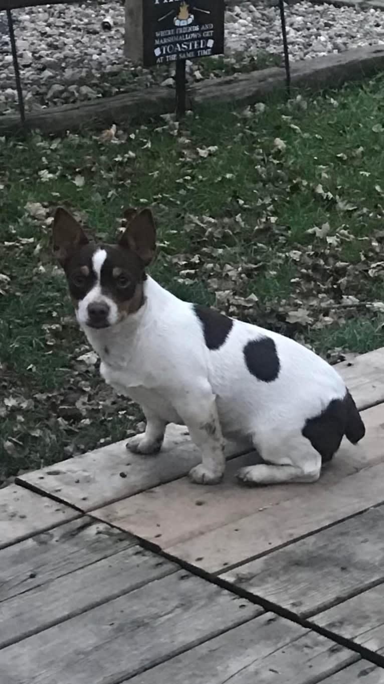 FLOWRIDER’S  SCANDALOUS SMILE, a Teddy Roosevelt Terrier tested with EmbarkVet.com