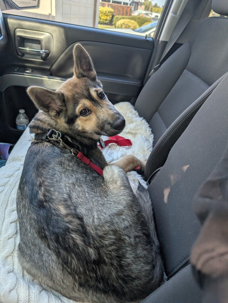 Gunner, a Siberian Husky and German Shepherd Dog mix tested with EmbarkVet.com