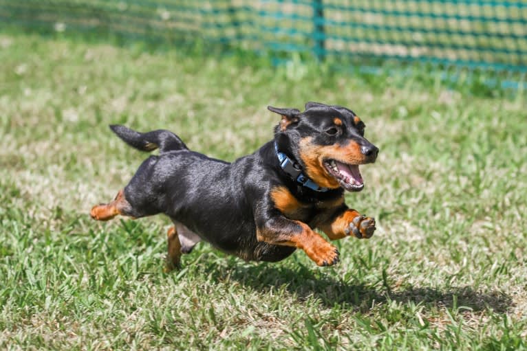 Banksy, a Lancashire Heeler tested with EmbarkVet.com