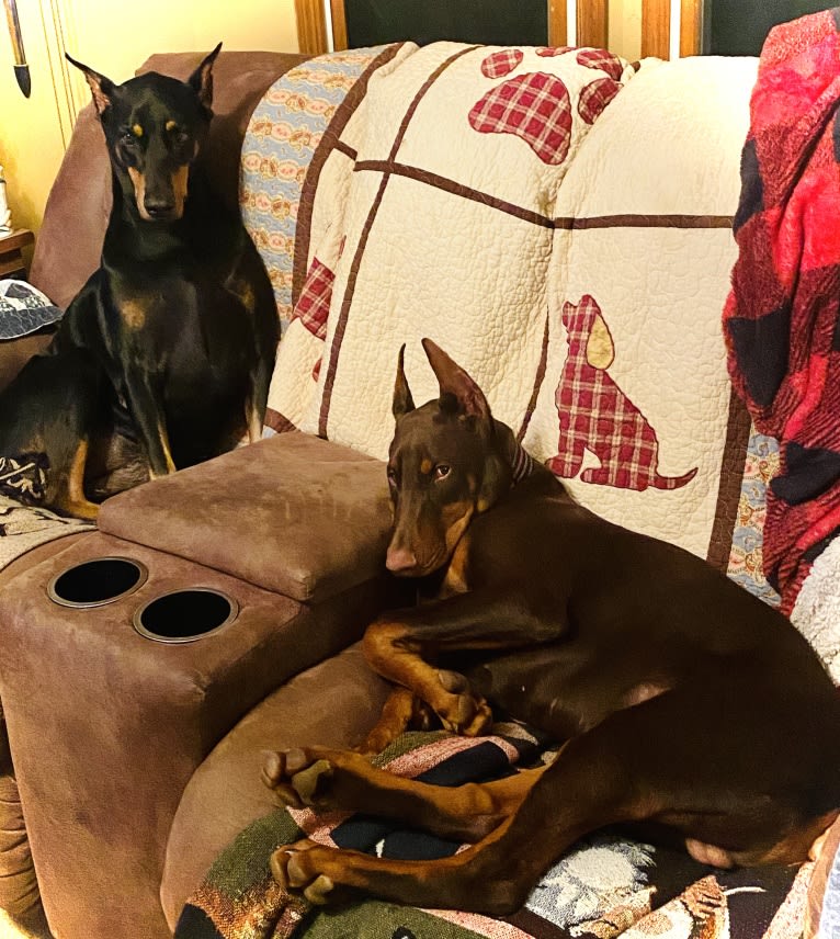 Han's Hatteras Sound, a Doberman Pinscher tested with EmbarkVet.com