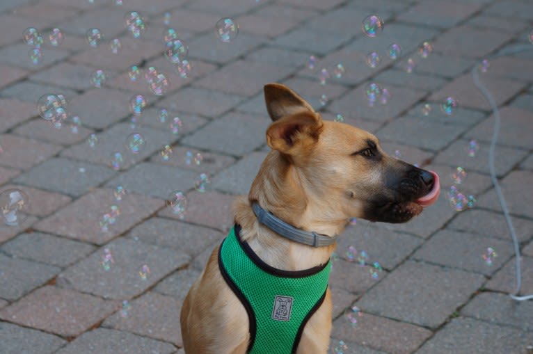 Nikki, a German Shepherd Dog and Chow Chow mix tested with EmbarkVet.com