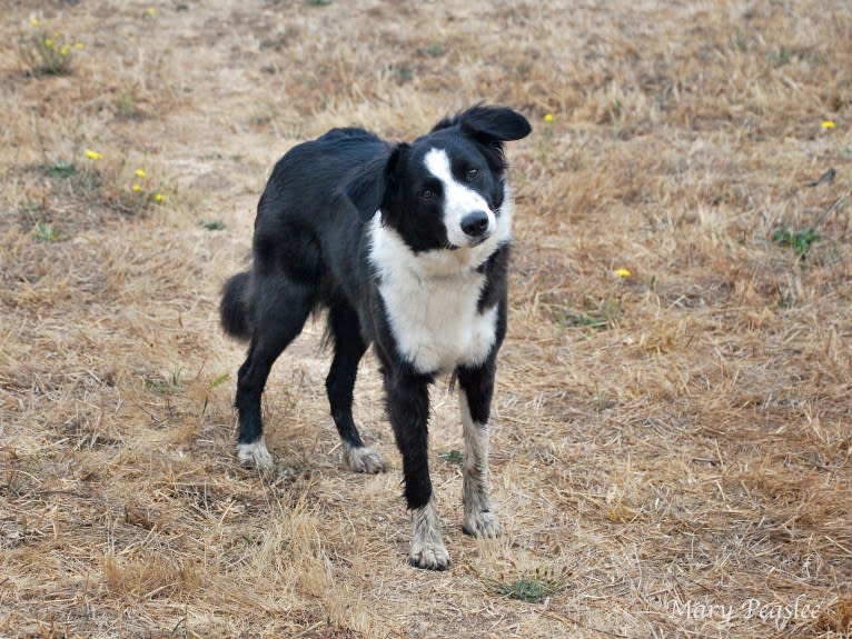 Peaslee’s Talisman, an English Shepherd tested with EmbarkVet.com