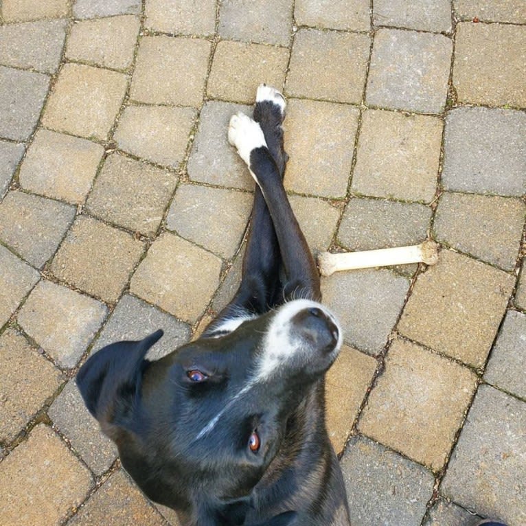 Willie Nelson, a Siberian Husky and American Pit Bull Terrier mix tested with EmbarkVet.com