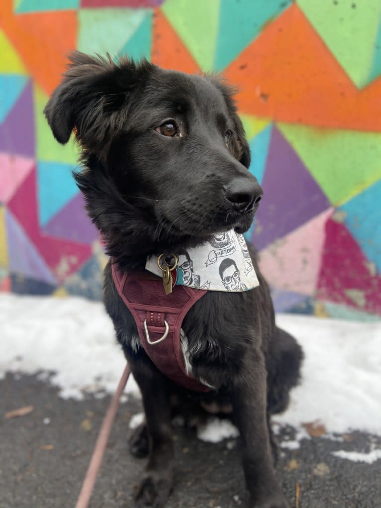 Ruth, an Australian Cattle Dog and Great Pyrenees mix tested with EmbarkVet.com